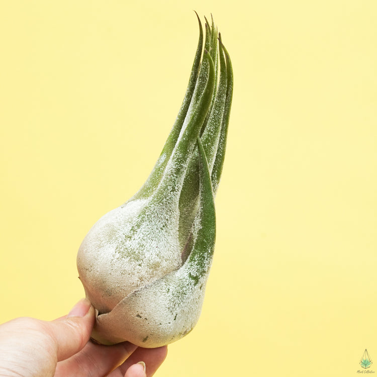 Tillandsia Seleriana (King Size Air Plants) - Plant Collective