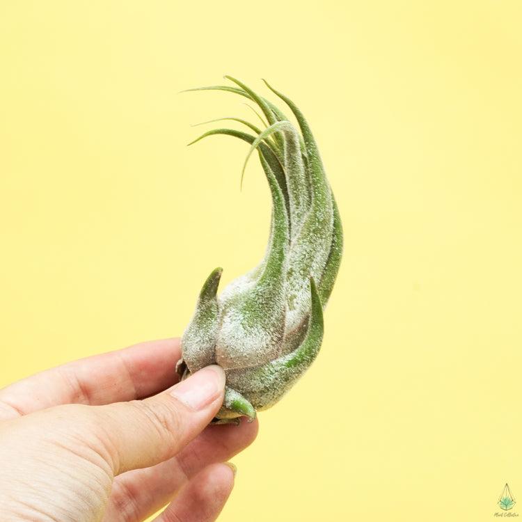 Tillandsia Seleriana (King Size Air Plants) - Plant Collective