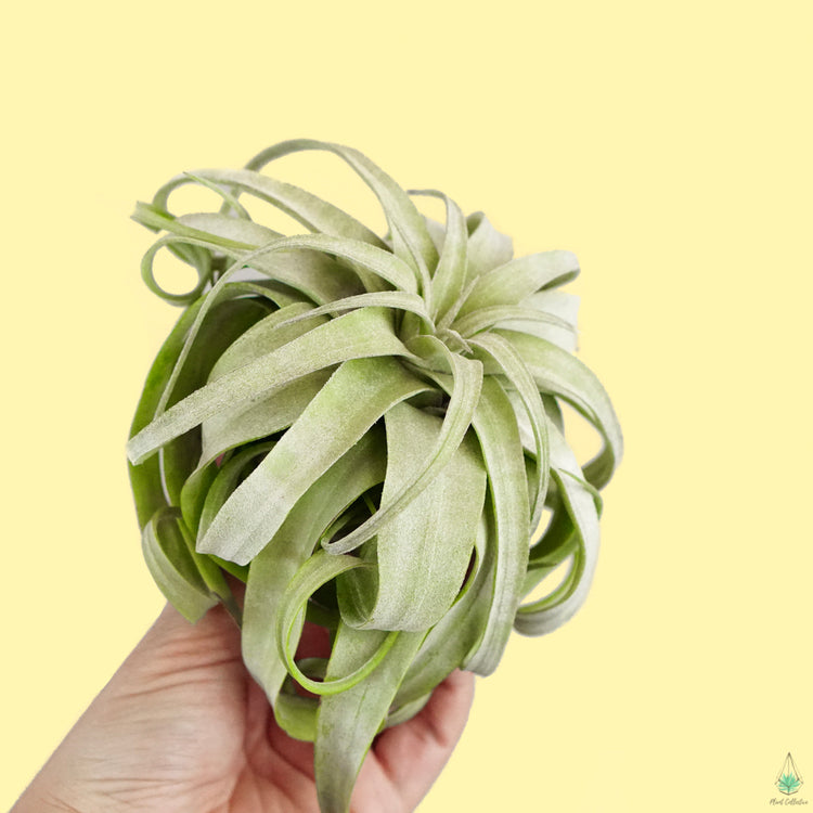 Tillandsia Streptophylla (King Size Air Plants) - Plant Collective