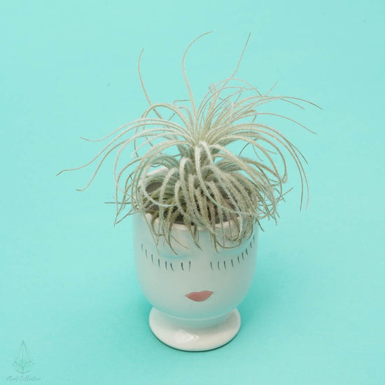 rare air plant Tillandsia Tectorum (Ultra Rare)