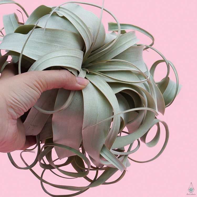 Xerographica (King Size Air Plants) - Plant Collective
