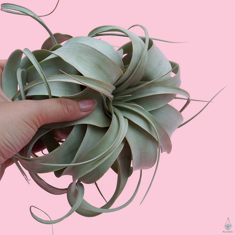 Xerographica (King Size Air Plants) - Plant Collective