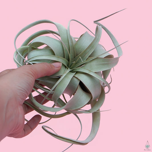 Xerographica (King Size Air Plants) - Plant Collective