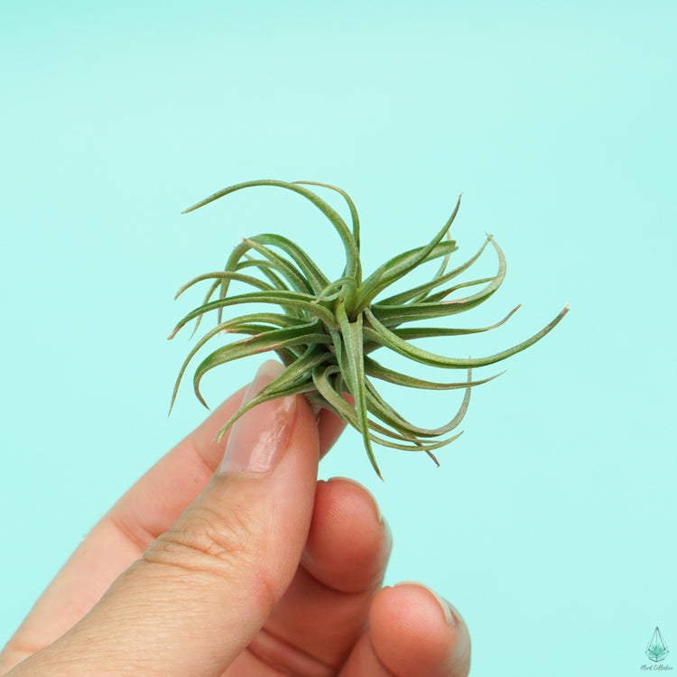 Air Plant Party Pack (Small) - Plant Collective