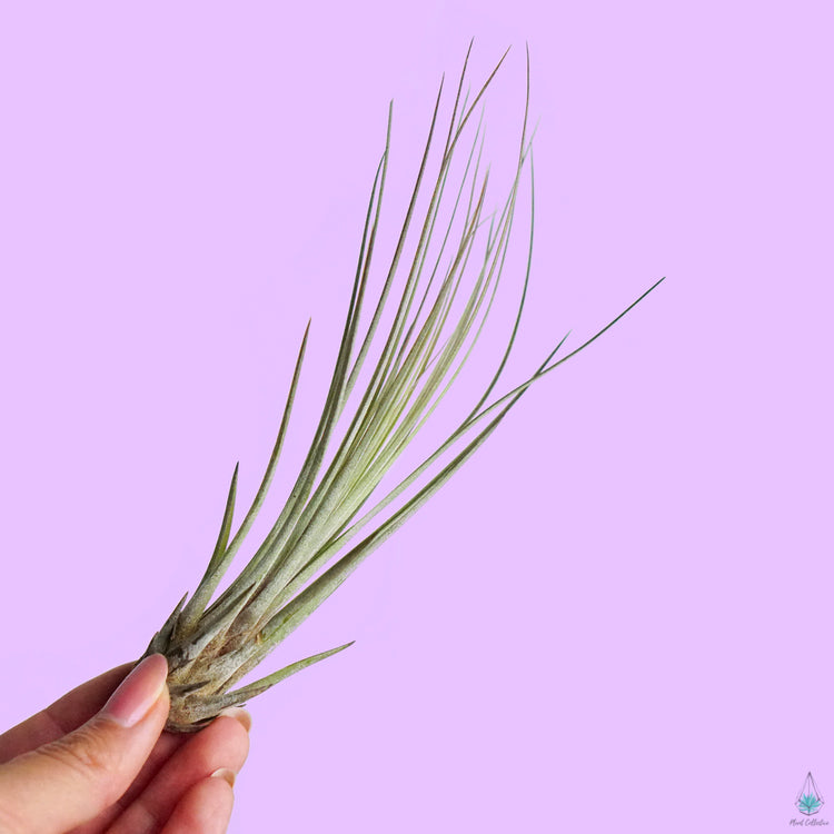 Tillandsia Juncea - Plant Collective