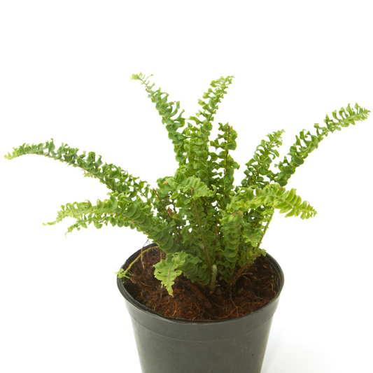Assorted Fern - Plant Collective