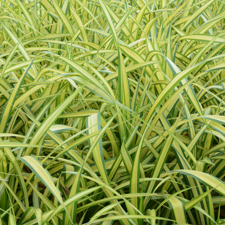 Assorted Spider Plant - Plant Collective