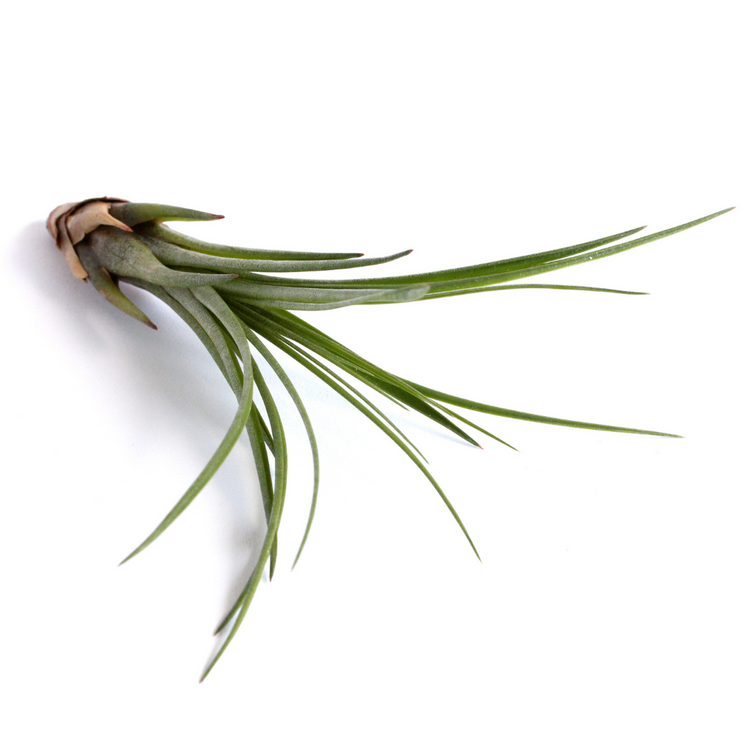 Tillandsia Melanocrater - Plant Collective