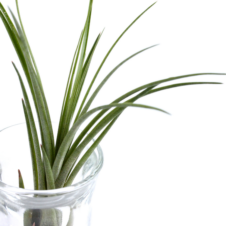 Tillandsia Melanocrater - Plant Collective