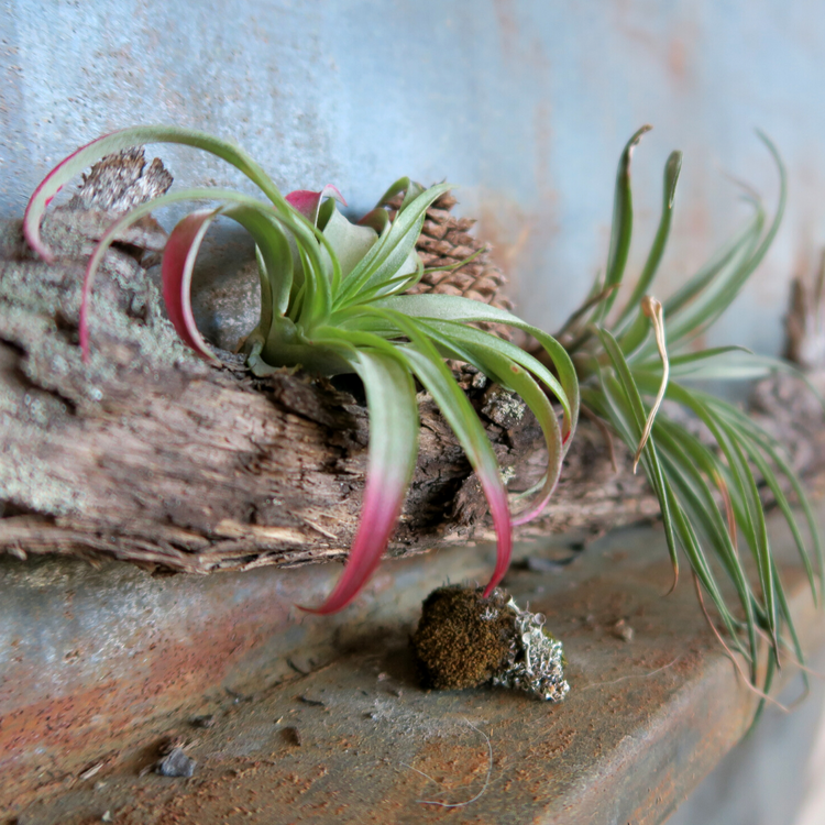 Tillandsia Brachycaulos Air Plant (RED)