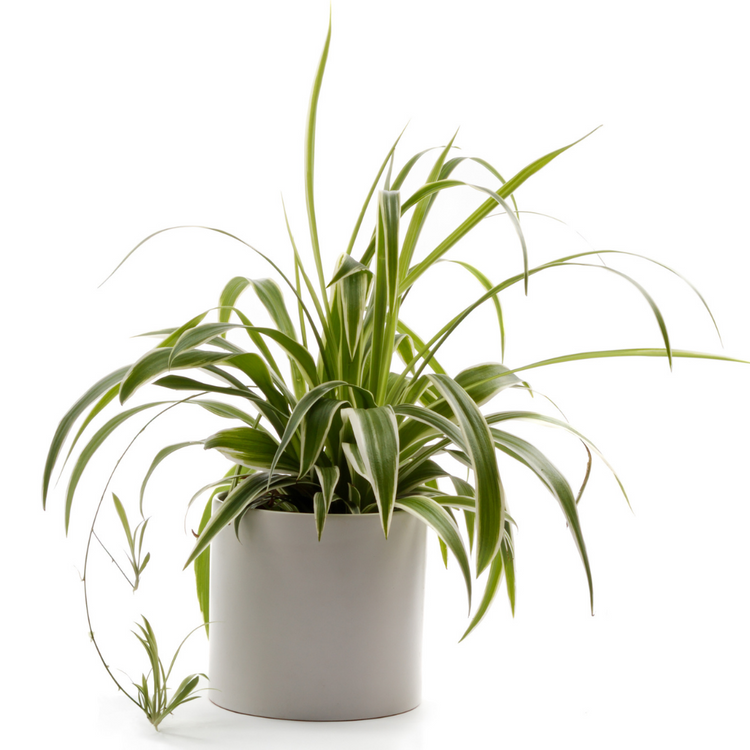 Assorted Spider Plant - Plant Collective