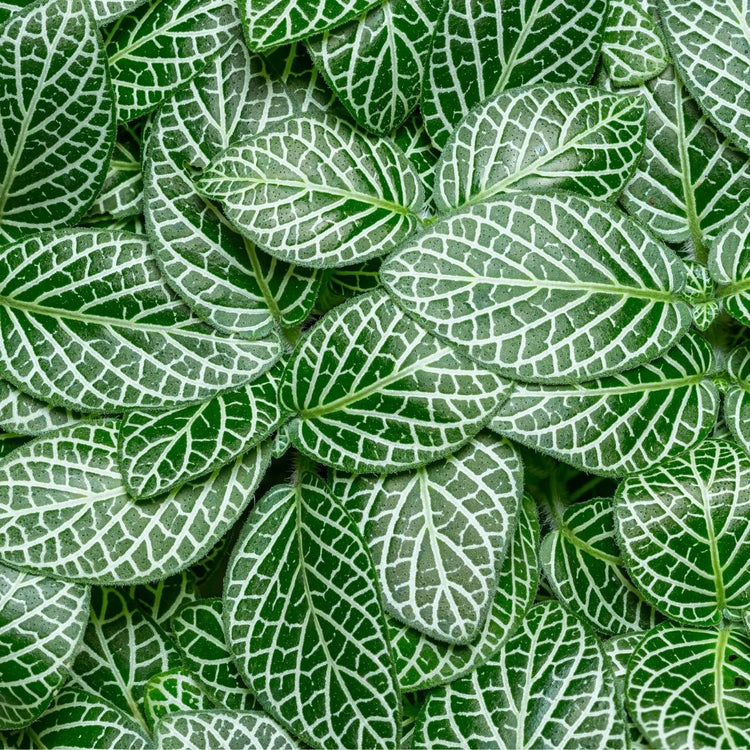 Assorted Fittonia