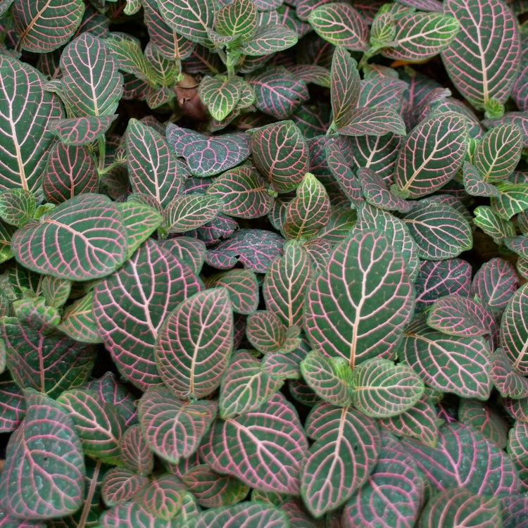 Assorted Fittonia