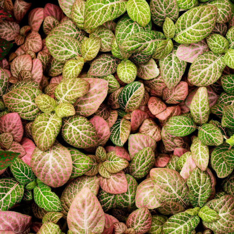 Assorted Fittonia