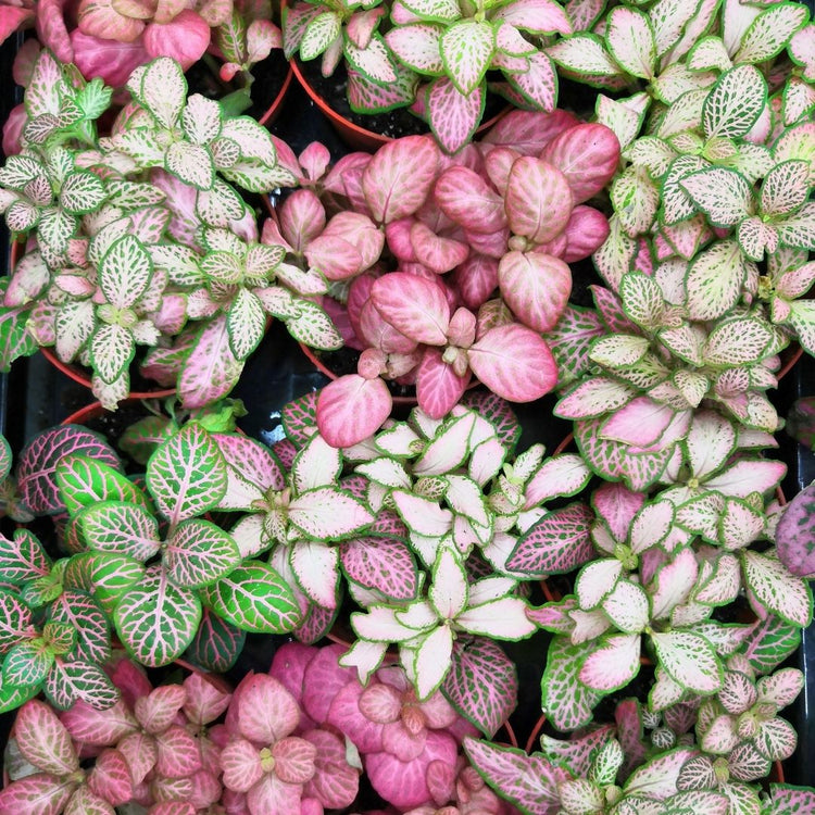 Assorted Fittonia