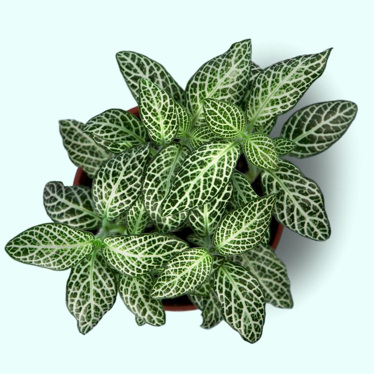 Assorted Fittonia