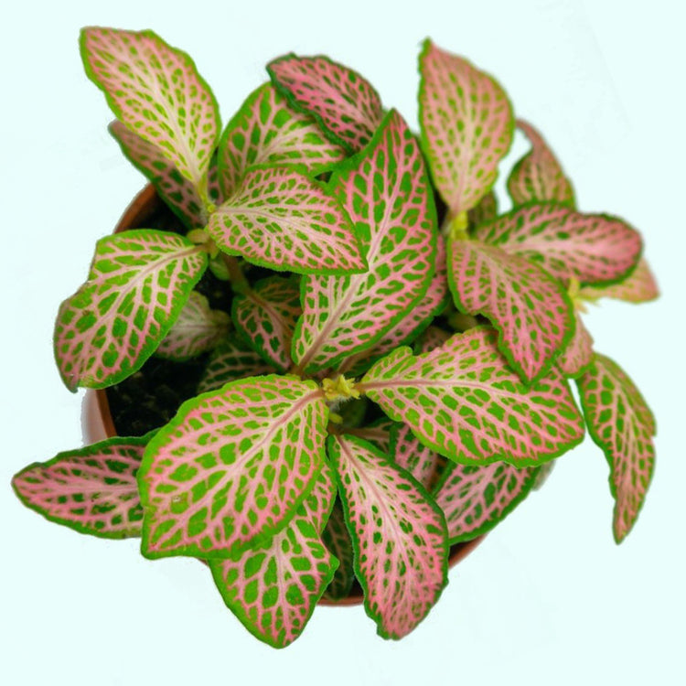 Assorted Fittonia