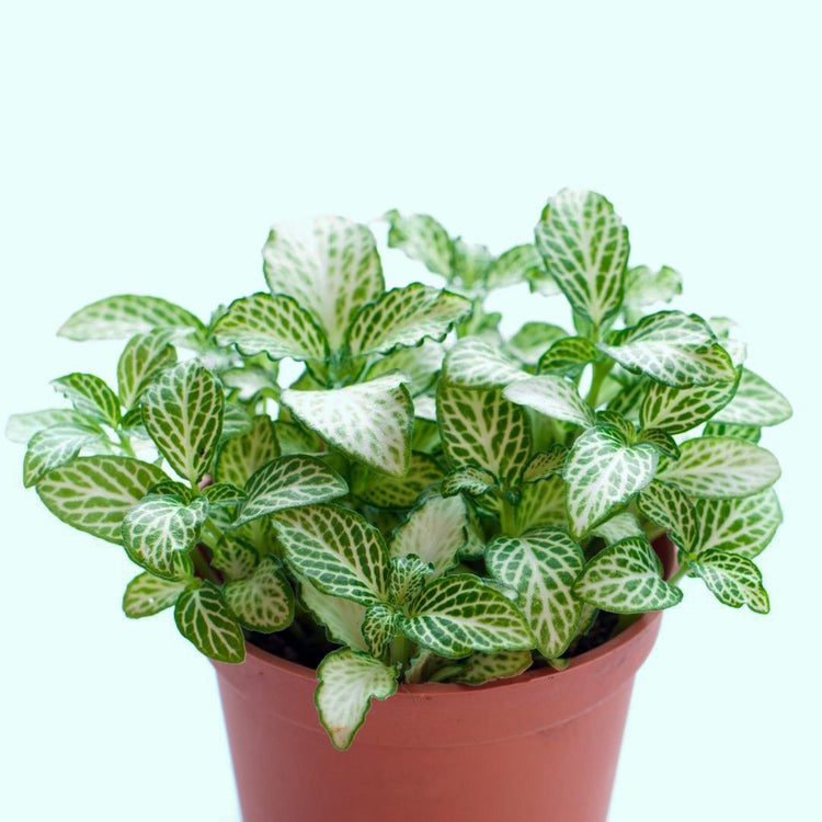 Assorted Fittonia