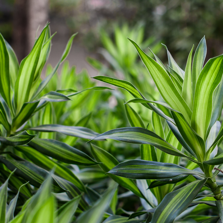 Dracaena 'Warneckii Lemon Lime'