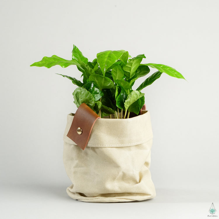 Waxed Canvas Bag Planter