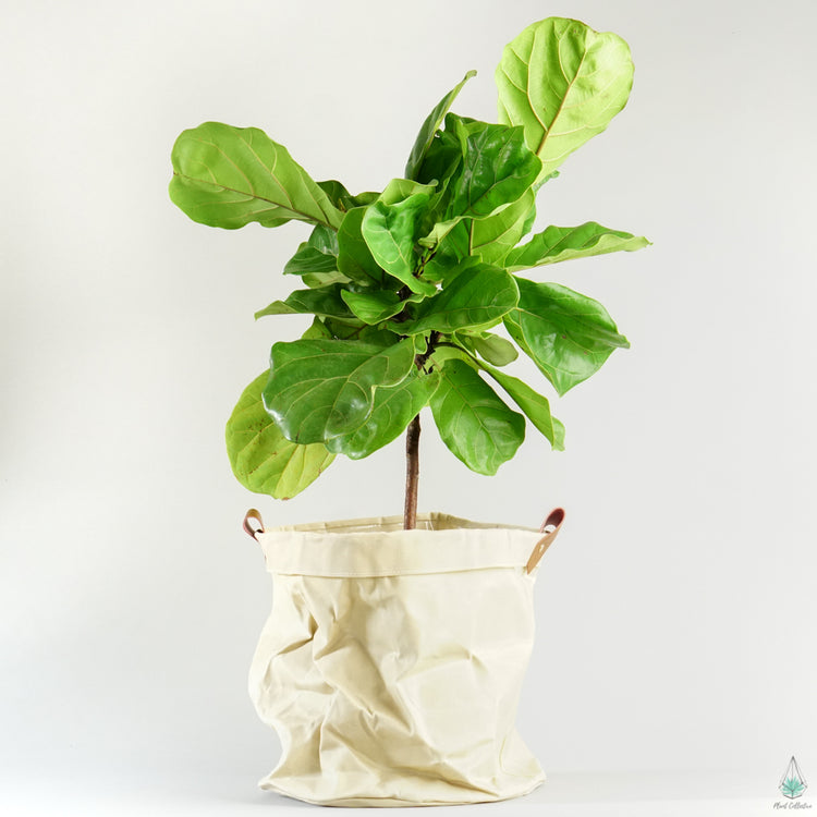 Waxed Canvas Bag Planter