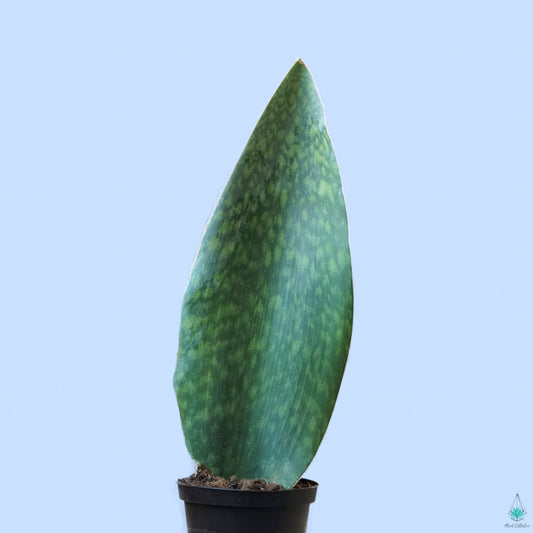 Snake Plant (Whale Fin)
