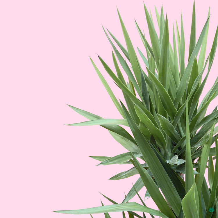 Yucca Cane - Plant Collective