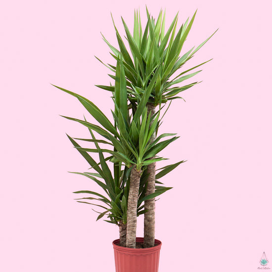 Yucca Cane - Plant Collective