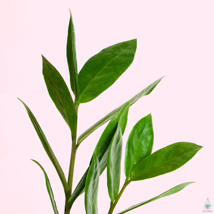 ZZ Plant (Zamioculcas Zamiifolia) - Plant Collective