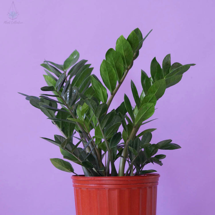 ZZ Plant (Zamioculcas Zamiifolia) - Plant Collective