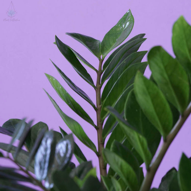 ZZ Plant (Zamioculcas Zamiifolia) - Plant Collective