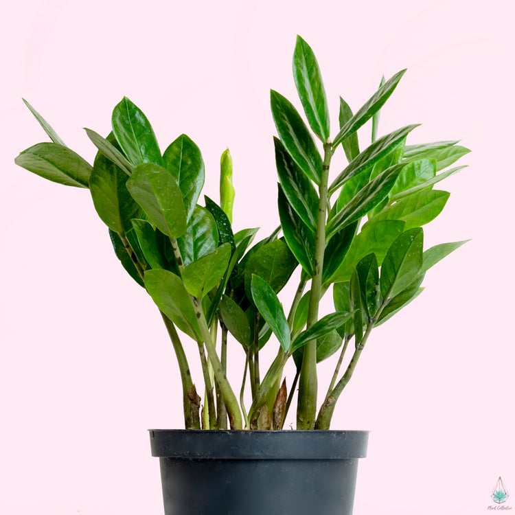 ZZ Plant (Zamioculcas Zamiifolia) - Plant Collective