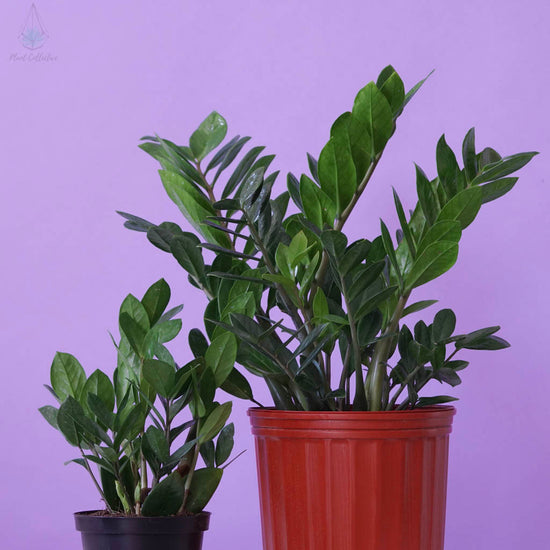ZZ Plant (Zamioculcas Zamiifolia) - Plant Collective