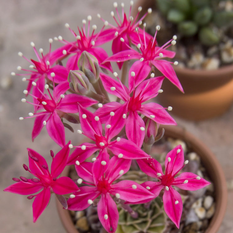 Graptopetalum Bellum