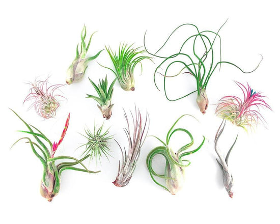 air plant favors 25 Air Plant Favors