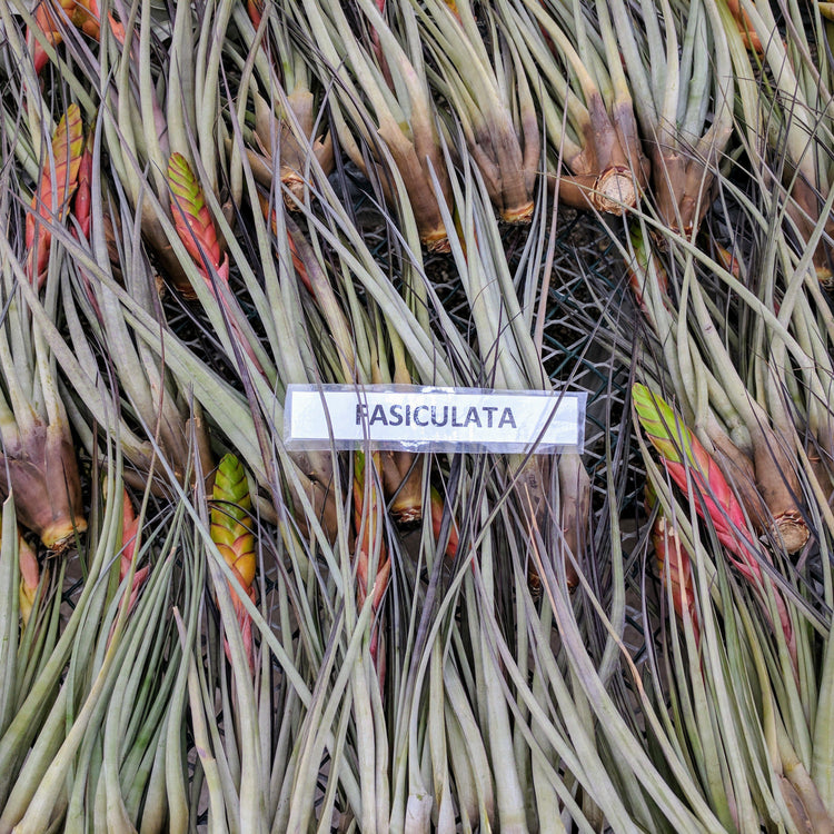 Fasciculata (Hybrid) - Plant Collective
