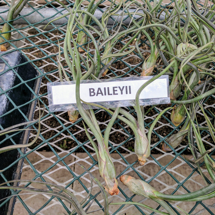 Tillandsia Pseudo Baileyi Air Plant - Plant Collective