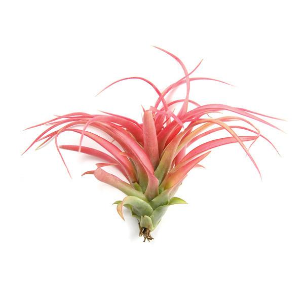 Tillandsia Multiflora Air Plant - Plant Collective