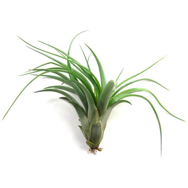 Tillandsia Multiflora Air Plant - Plant Collective