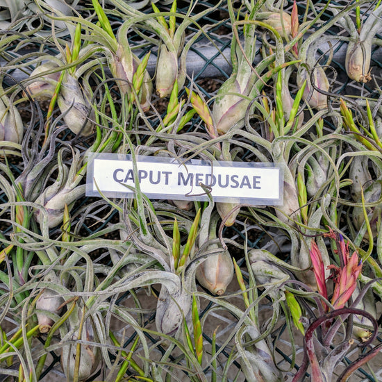 Tillandsia Caput Medusae Air Plant (Medusa) - Plant Collective