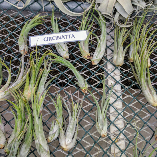 circinata air plant Tillandsia Circinata