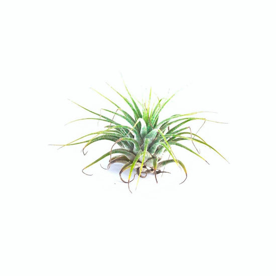 Tillandsia Ionantha Airplant - Plant Collective