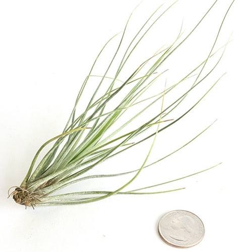 Tillandsia Juncea - Plant Collective