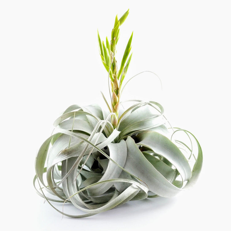 Xerographica (King Size Air Plants) - Plant Collective