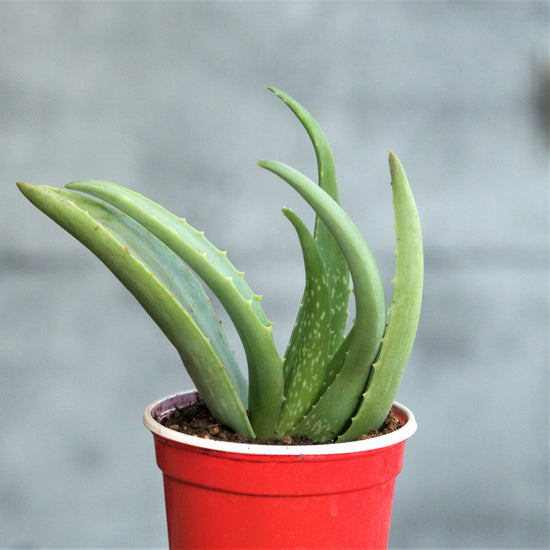 aloe vera plant canada Aloe Vera