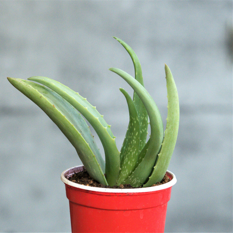 Aloe Vera - Plant Collective