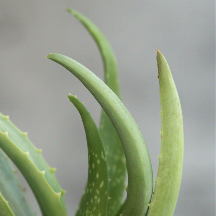 Aloe Vera - Plant Collective