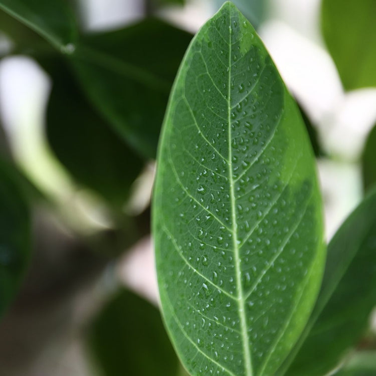 Variegated Ficus Altissima