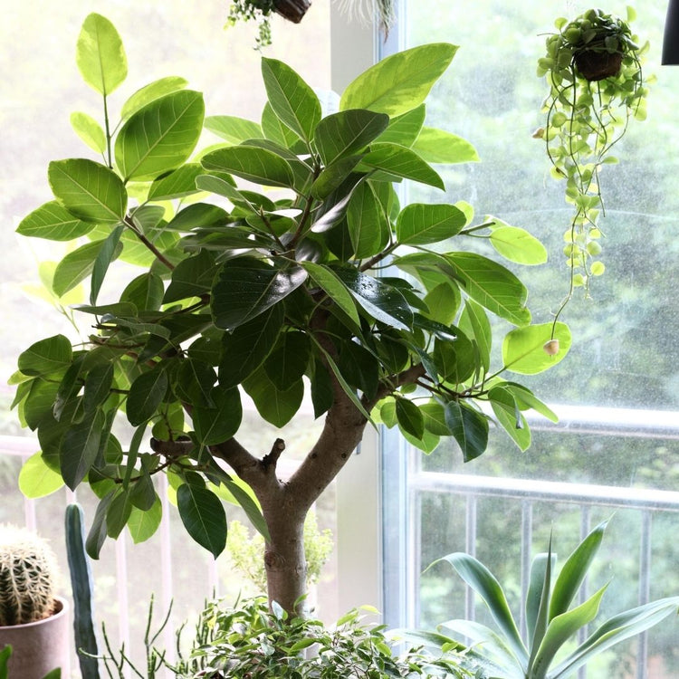 Variegated Ficus Altissima