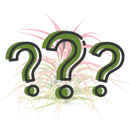 Mystery Air Plant - By Plant Collective | Indoor House Plants, Succulents, Air Plants & Terrariums - Toronto Canada